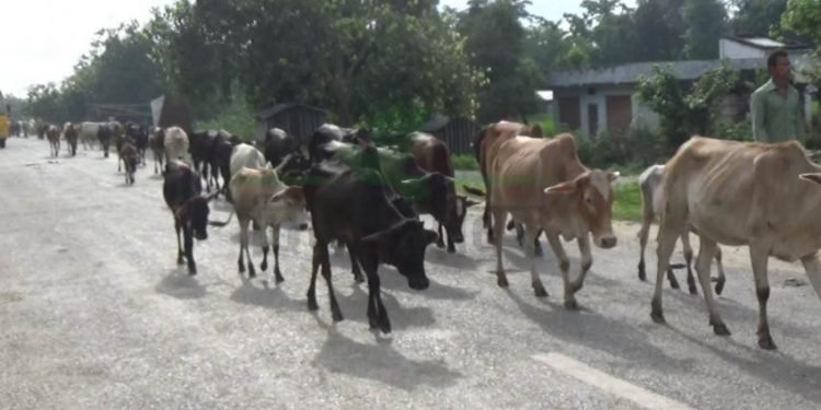 Stray cattle damages rice