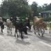 Stray cattle damages rice