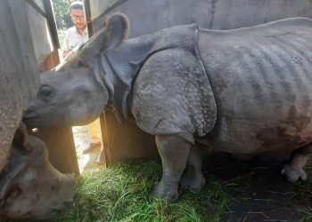 Pushpa and Anjali, the rhinos sent to Koshi Tappu