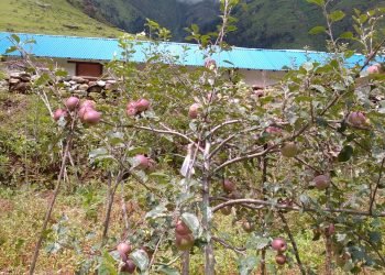 Apple production declines in Dhorpatan area