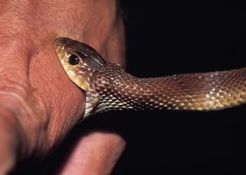 More than 60,000 snakebite patients receive treatment in a year