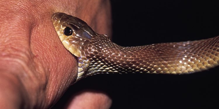 More than 60,000 snakebite patients receive treatment in a year