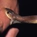 More than 60,000 snakebite patients receive treatment in a year