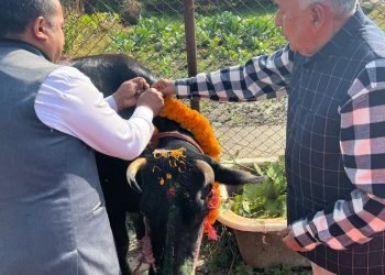 President Paudel offers worship to cow