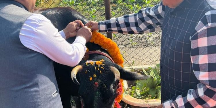 President Paudel offers worship to cow