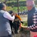 President Paudel offers worship to cow