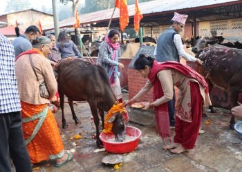 Gai Tihar being observed
