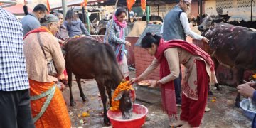Gai Tihar being observed