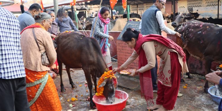 Gai Tihar being observed