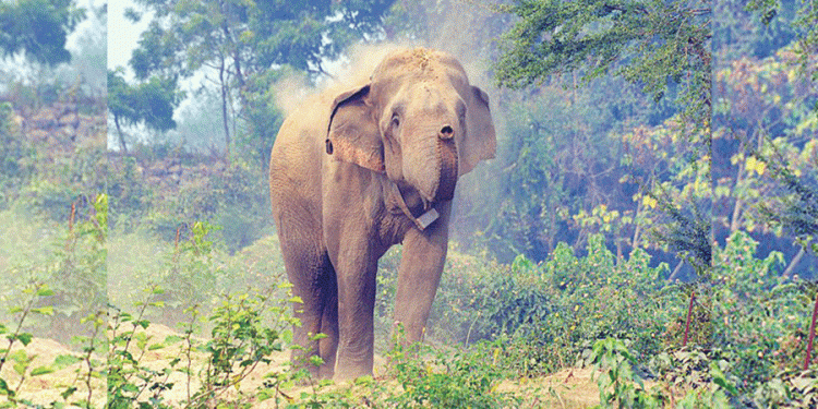 ‘Dhrube’ elephant again spotted in human settlements