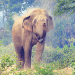 ‘Dhrube’ elephant again spotted in human settlements