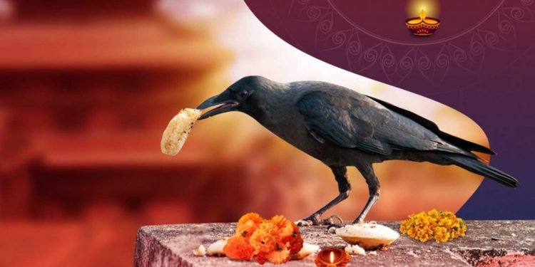Tihar begins with worship of crow