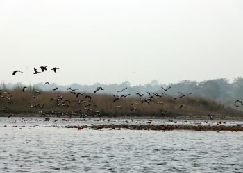 Migratory birds in Nepal to escape winter