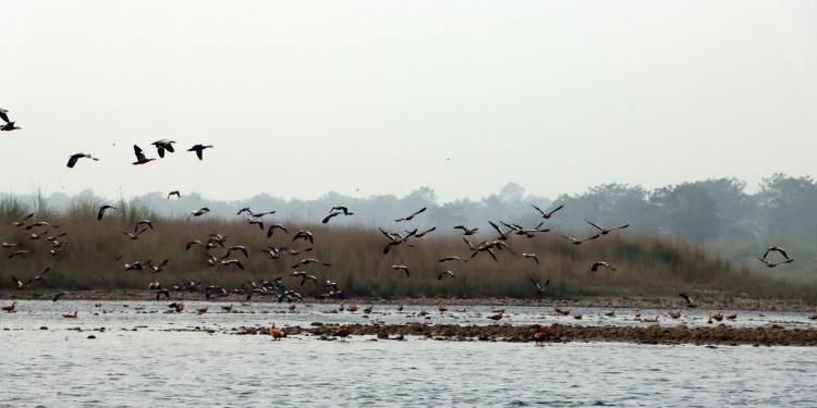 Migratory birds in Nepal to escape winter