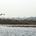 Migratory birds in Nepal to escape winter