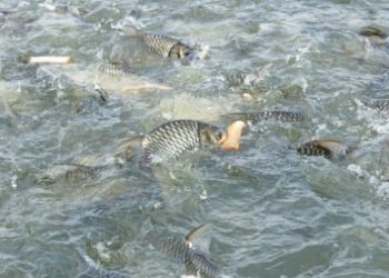 Nawalparasi locals switch to fish farming to avoid wildlife menace