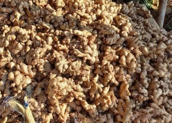 Disease destroys ginger; farmers demand compensation