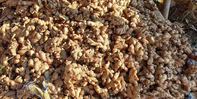 Disease destroys ginger; farmers demand compensation