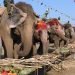 Elephants enjoy picnic in Sauraha