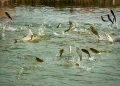 Kailali farmers attracted to fishery