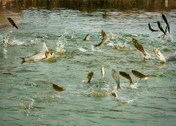 Kailali farmers attracted to fishery