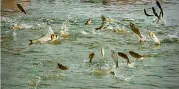 Kailali farmers attracted to fishery