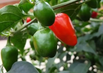 Multiple benefits of eating chili pepper