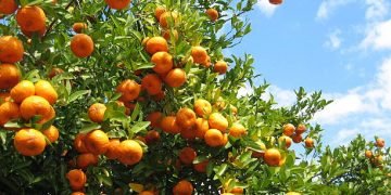 Chitwan farmers earns Rs 100 million from orange