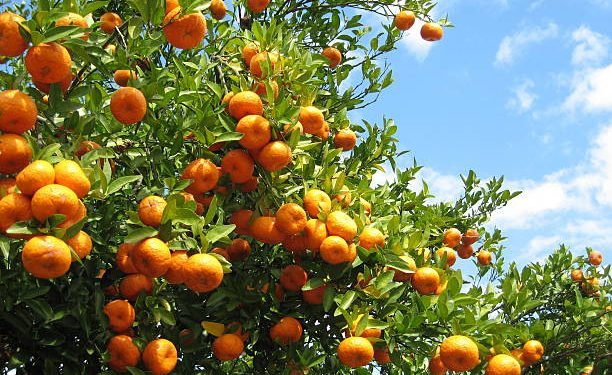 Chitwan farmers earns Rs 100 million from orange