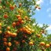Chitwan farmers earns Rs 100 million from orange