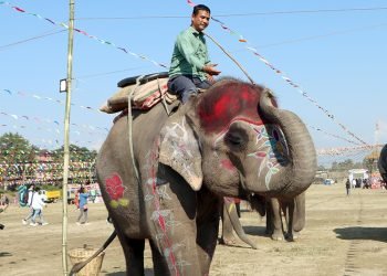 Selfiekali wins the Elephant Beauty Contest title