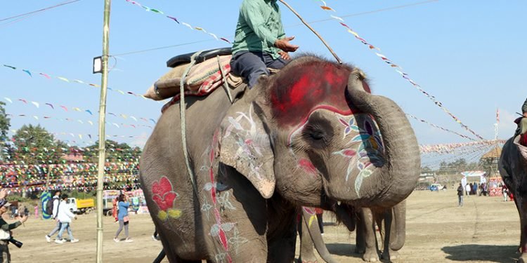 Selfiekali wins the Elephant Beauty Contest title