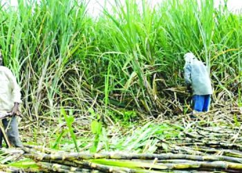 Sugarcane farmers disown govt decision on support price