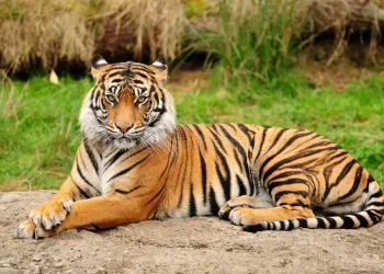 Tiger spotted in Lamjung