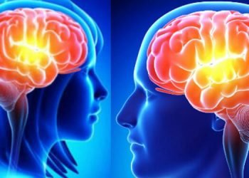 Foods that help in improving memory