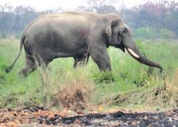 Dhurbe elephant destroys four houses in Chitwan