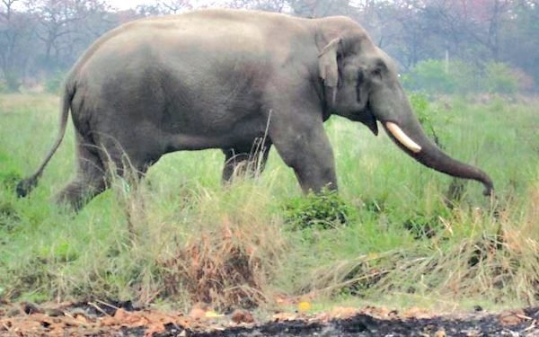 Dhurbe elephant destroys four houses in Chitwan
