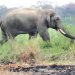 Dhurbe elephant destroys four houses in Chitwan