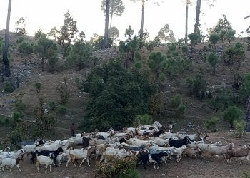 Karnali exports goats worth Rs 3.24 billion