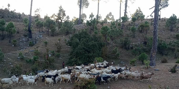Karnali exports goats worth Rs 3.24 billion