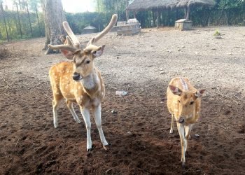 Wild animals translocated to sanctuary
