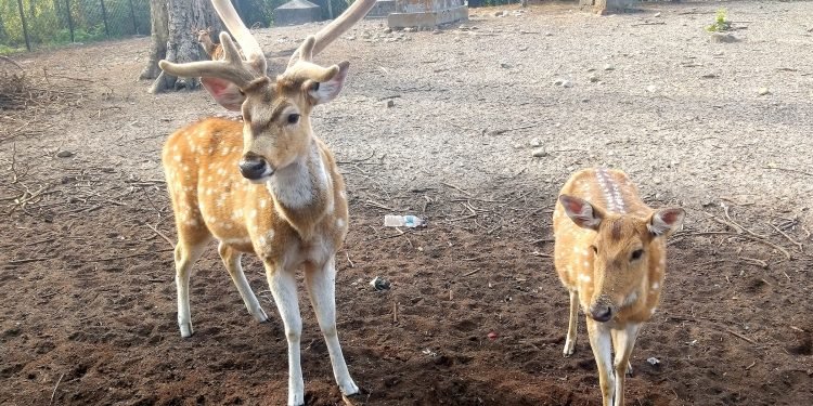 Wild animals translocated to sanctuary