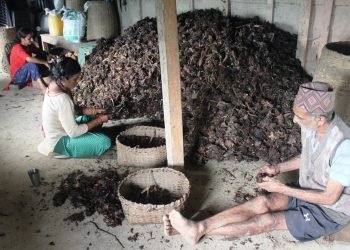 Cardamom price increases three fold