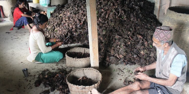 Cardamom price increases three fold