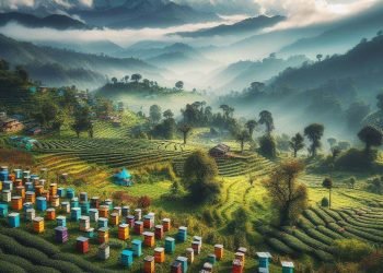 Beekeeping attracts many in Ilam