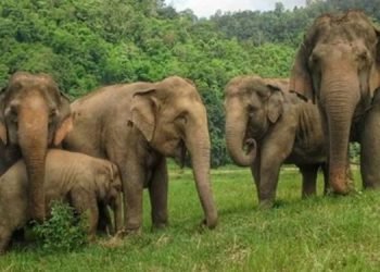 12 killed in elephant attacks in Jhapa in past two years