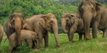 12 killed in elephant attacks in Jhapa in past two years