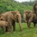 12 killed in elephant attacks in Jhapa in past two years