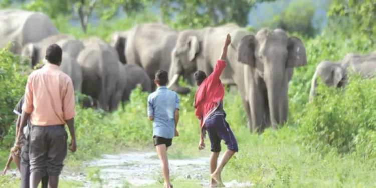 Gulmi farmers suffering wildlife menace crying for compensation