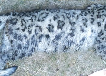 Rescued snow leopard brought to Central Zoo